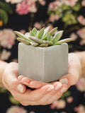 Square Flower Pots