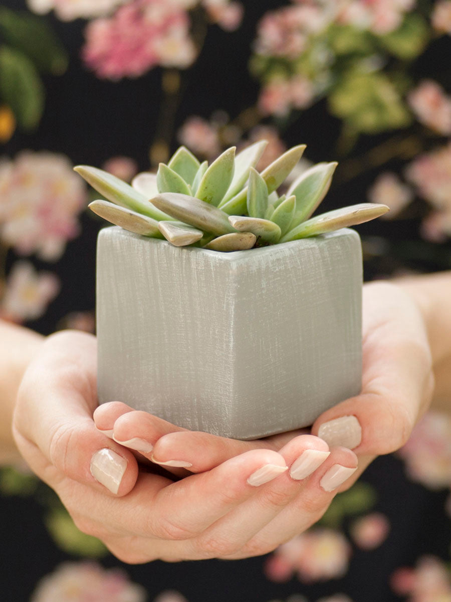 Square Flower Pots