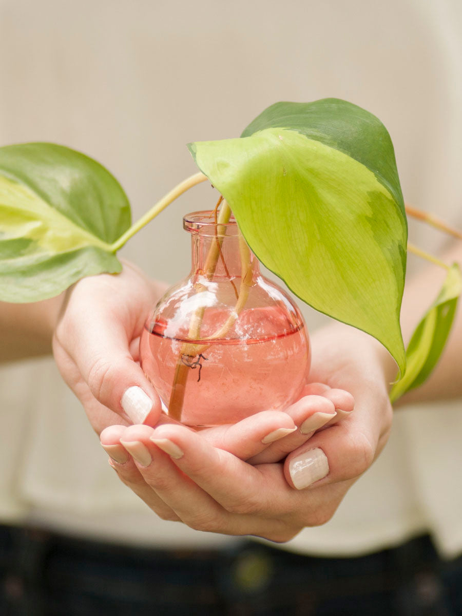 Bud Vase Favors