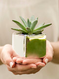 Plain Square Flower Pot 5pk